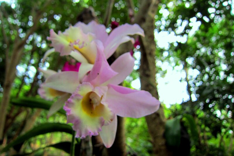 Pink Orchid Flowers — Serene, Afternoon, Photograph, Trees