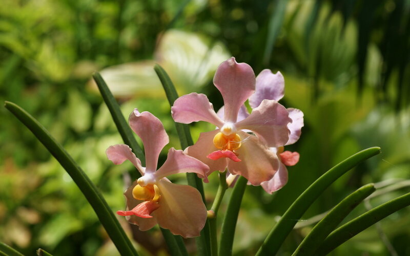 Pink Orchid Flowers — Serene, Afternoon