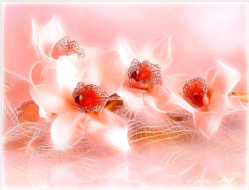 Pink Orchid Flowers — Serene, Digital Art, Feathers