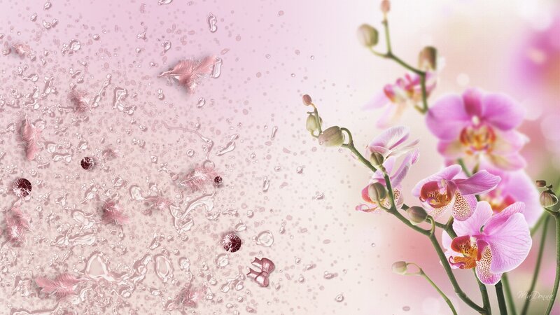Pink Orchid Flowers — Serene, Digital Art