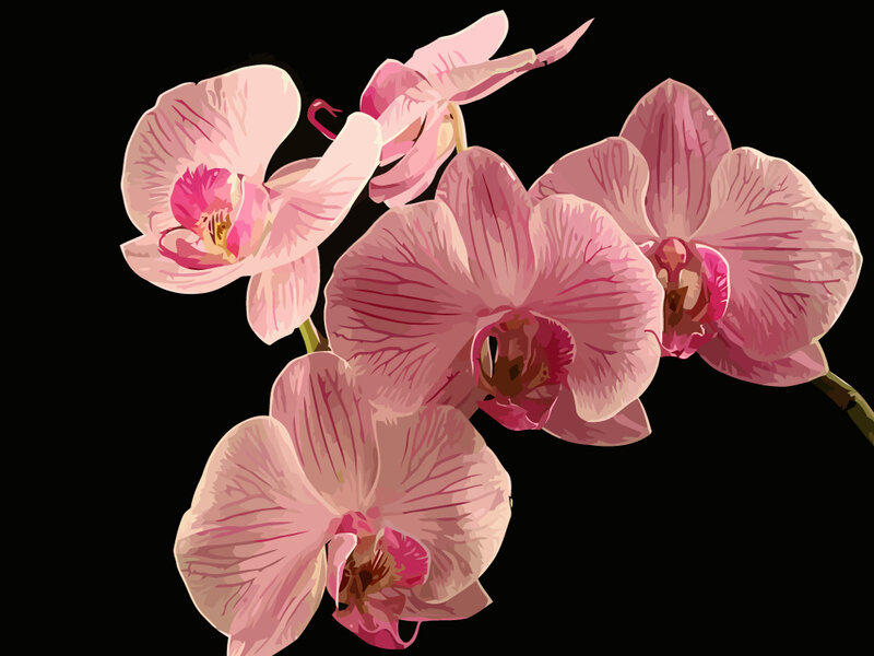 Pink Orchid Flowers — Serene, Illustration
