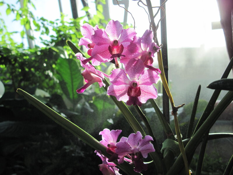 Pink Orchid Flowers — Serene, Morning, Photograph