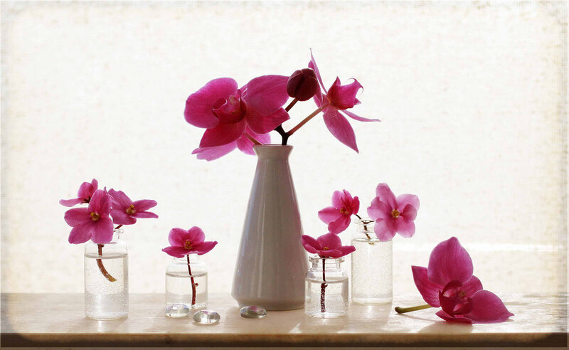Pink Orchid Flowers — Serene, Morning