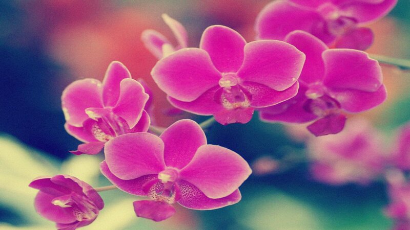 Pink Orchid Flowers — Serene, Photograph, Bloom