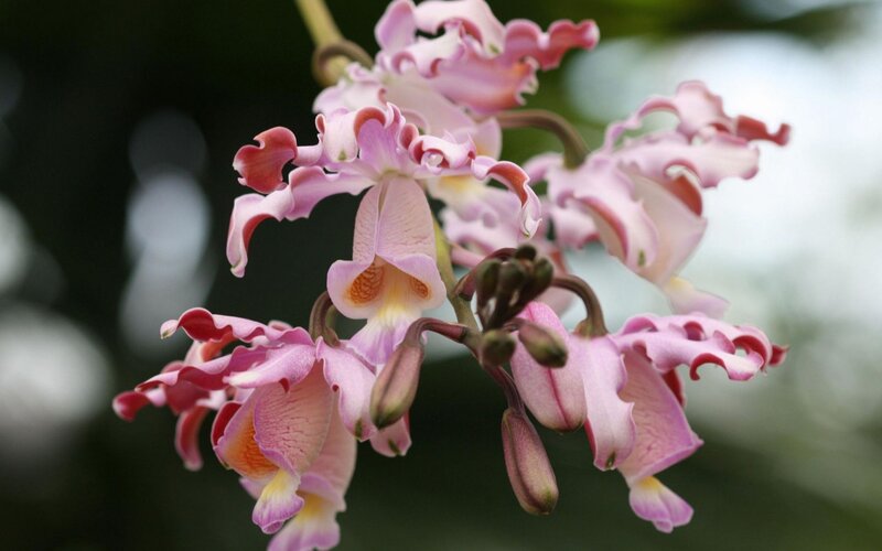 Pink Orchid Flowers — Serene, Photograph, Buds, Stem