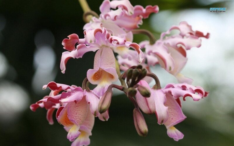 Pink Orchid Flowers — Serene, Photograph, Buds