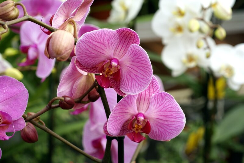 Pink Orchid Flowers — Serene, Photograph, Buds, White Flowers