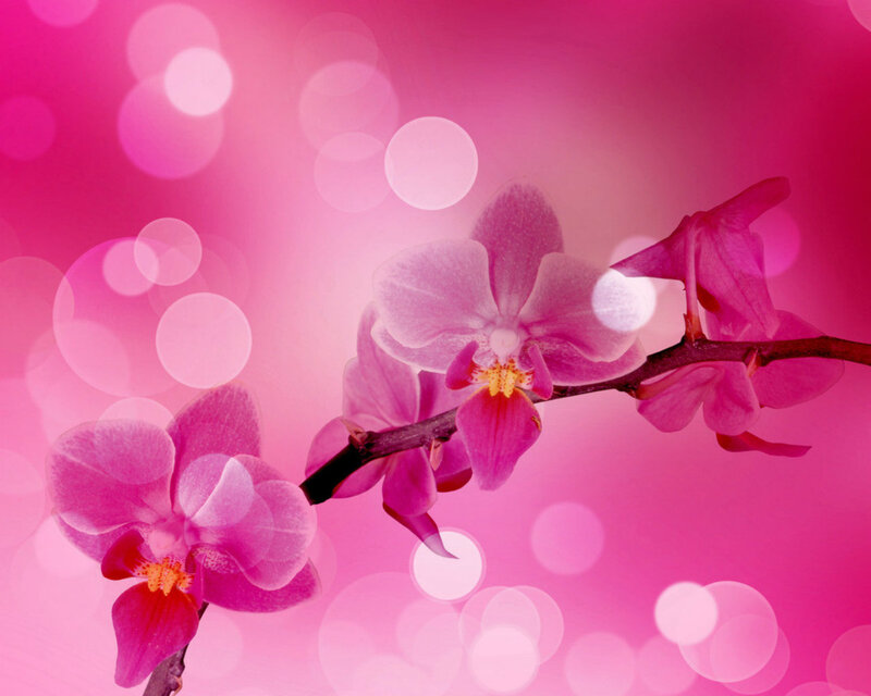 Pink Orchid Flowers — Serene, Photograph, Flower, Branch