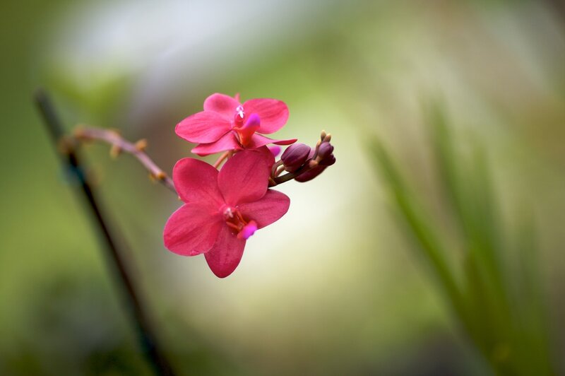 Pink Orchid Flowers — Serene, Photograph, Flower, Buds, Stem