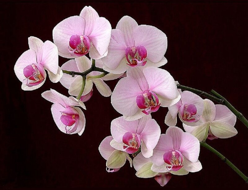 Pink Orchid Flowers — Serene, Photograph, Flower, Stem, Dark Background
