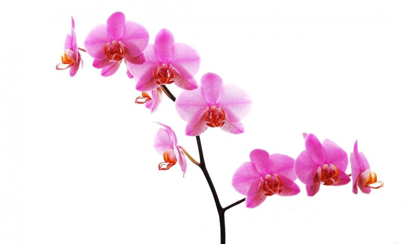 Pink Orchid Flowers — Serene, Photograph, Flower, Stem, White Background