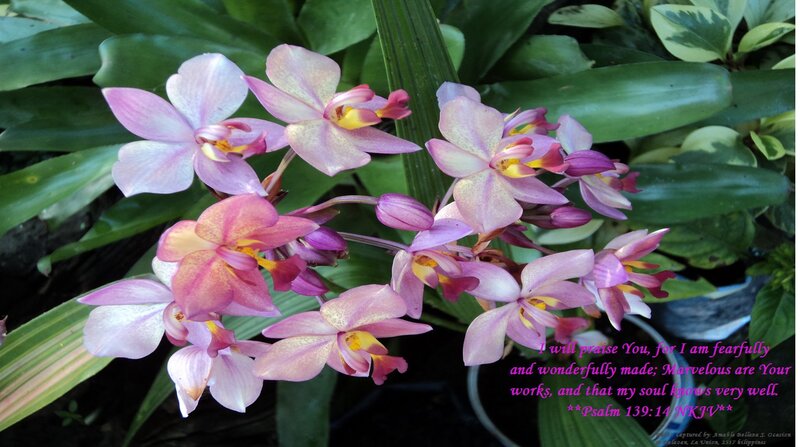 Pink Orchid Flowers — Serene, Photograph, Green Leaves