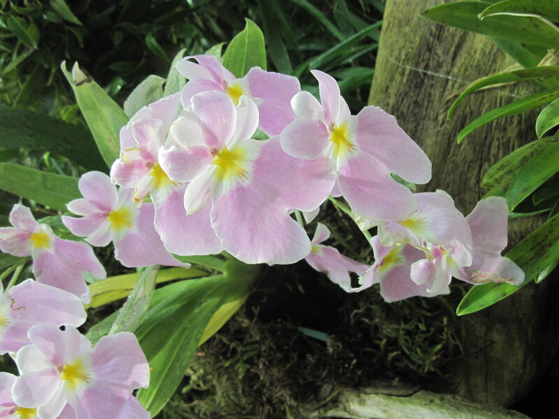 Pink Orchid Flowers — Serene, Photograph, Green Leaves, Tree Trunk