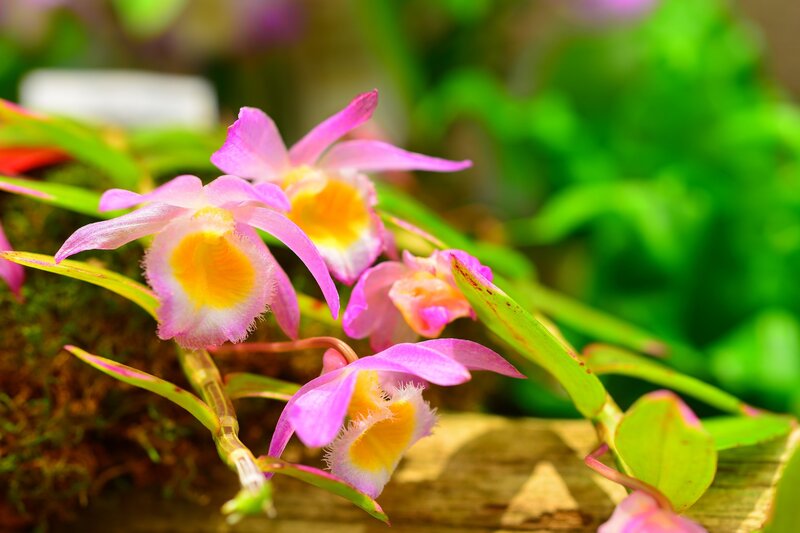 Pink Orchid Flowers — Serene, Photograph, Leaves, Wood