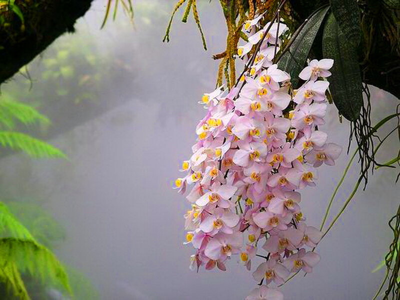 Pink Orchid Flowers — Serene, Photograph, Moss