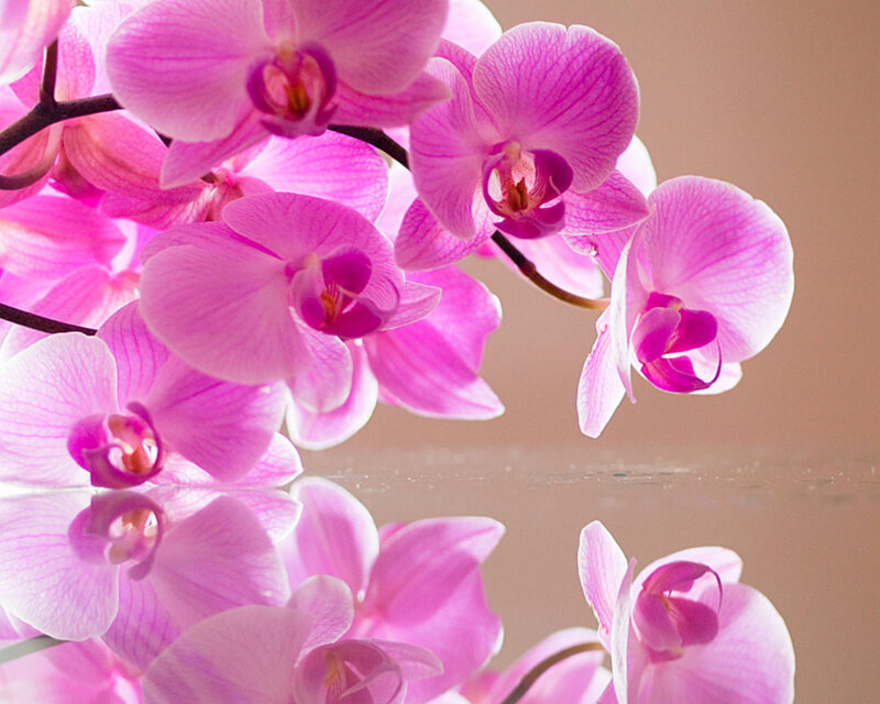 Pink Orchid Flowers — Serene, Photograph, Reflection