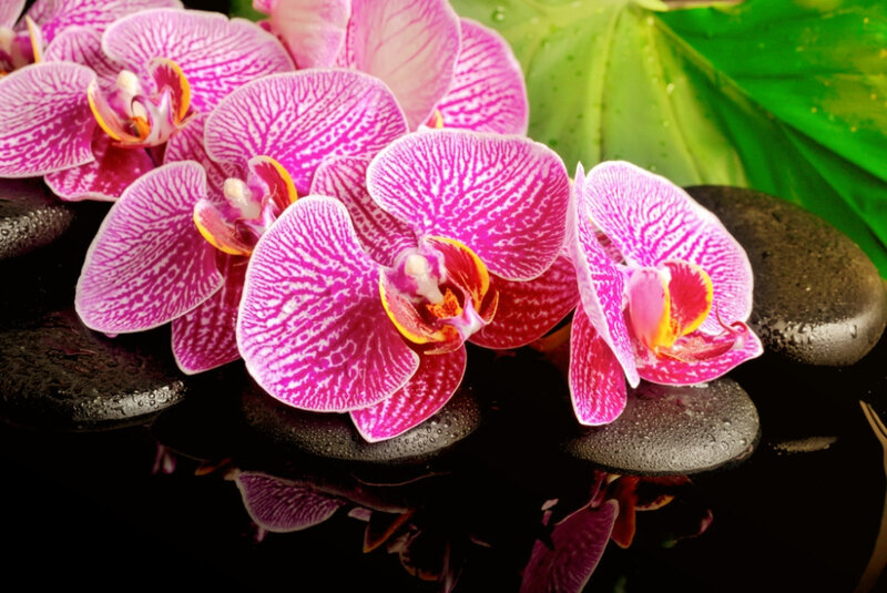 Pink Orchid Flowers — Serene, Photograph, Rocks, Leaf
