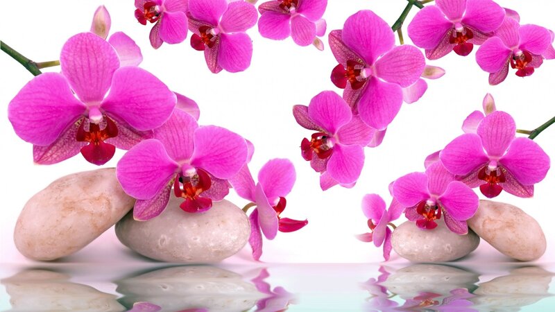 Pink Orchid Flowers — Serene, Photograph, Rocks, Reflection