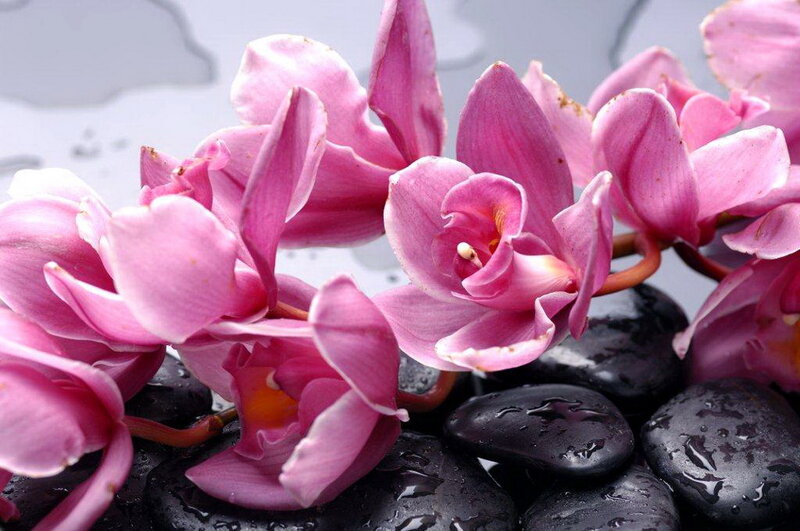 Pink Orchid Flowers — Serene, Photograph, Rocks