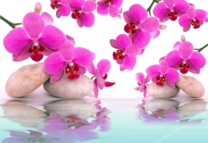 Pink Orchid Flowers — Serene, Photograph, Rocks, Water