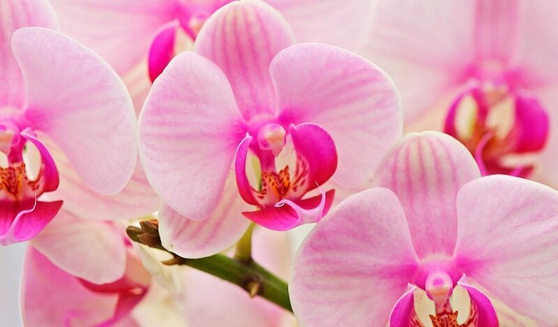 Pink Orchid Flowers — Serene, Photograph, Stem