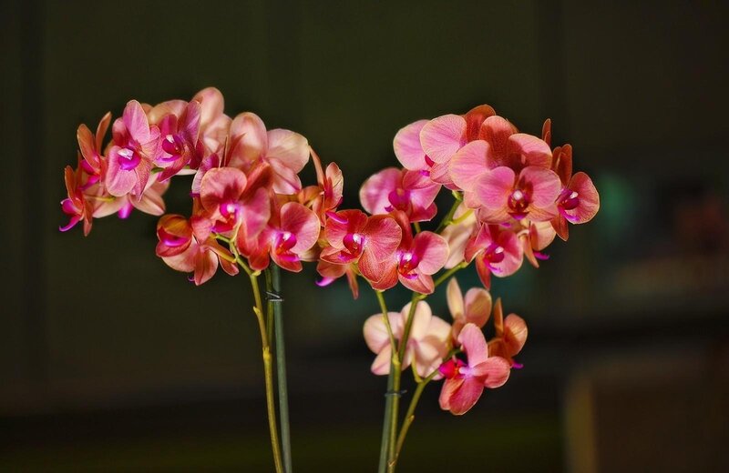 Pink Orchid Flowers — Serene, Photograph, Stems