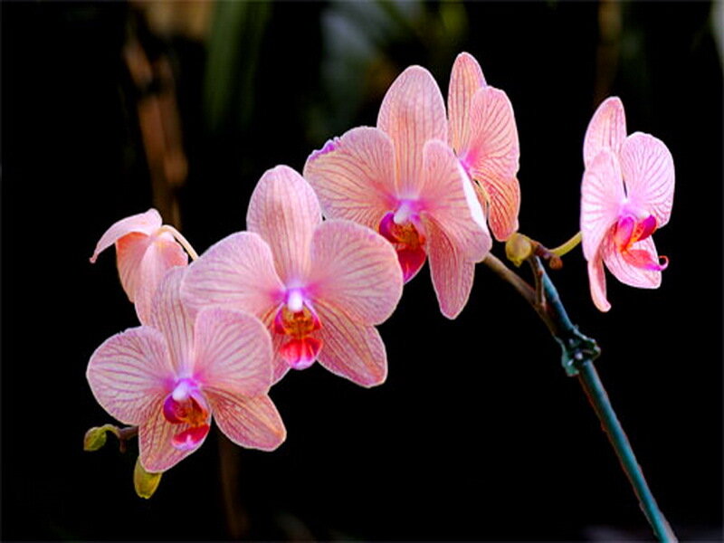 Pink Orchid Flowers — Serene, Photograph
