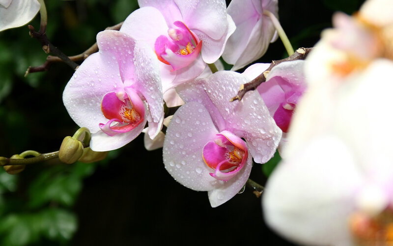 Pink Orchid Flowers — Serene, Photograph, Water Droplets