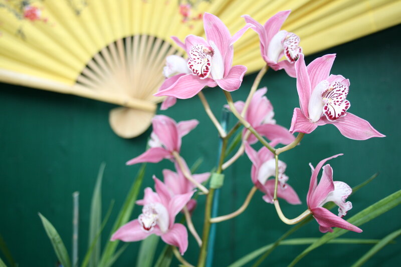 Pink Orchid Flowers — Serene, Photograph, Yellow Fan