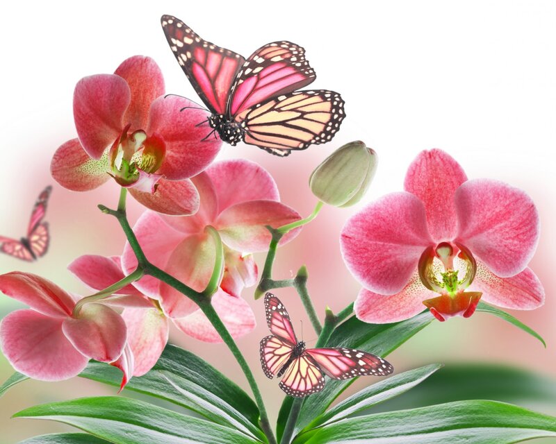Pink Orchid Flowers — Serene, Spring, Photograph