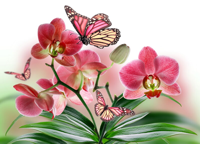 Pink Orchid Flowers — Serene, Spring