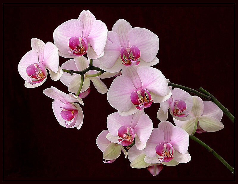 Pink Orchid Flowers — Serene