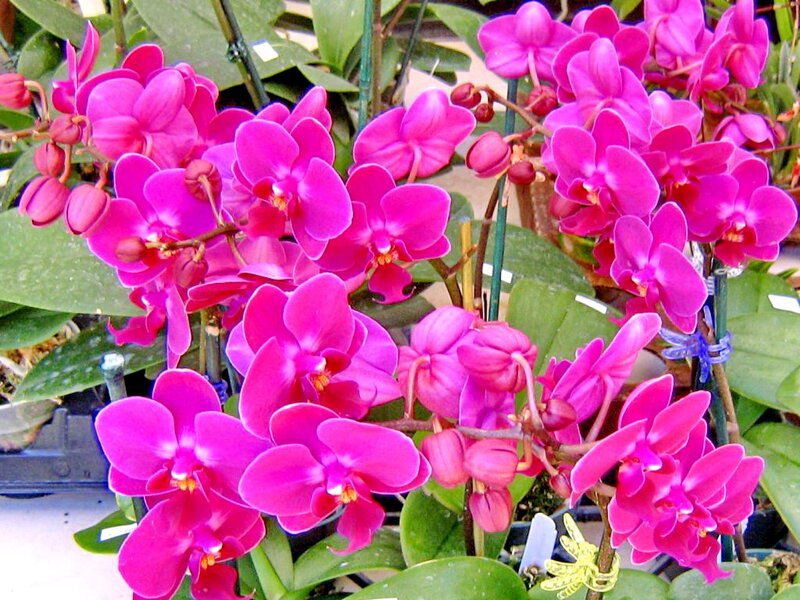 Pink Orchid Flowers — Vibrant, Photograph