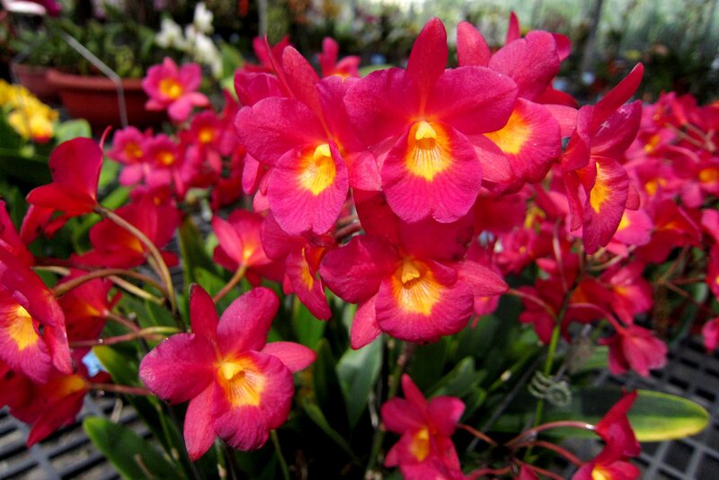 Pink Orchid Flowers — Vibrant