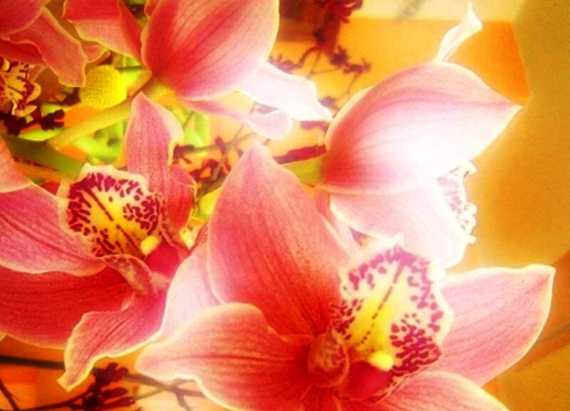 Pink Orchid Flowers — Warm