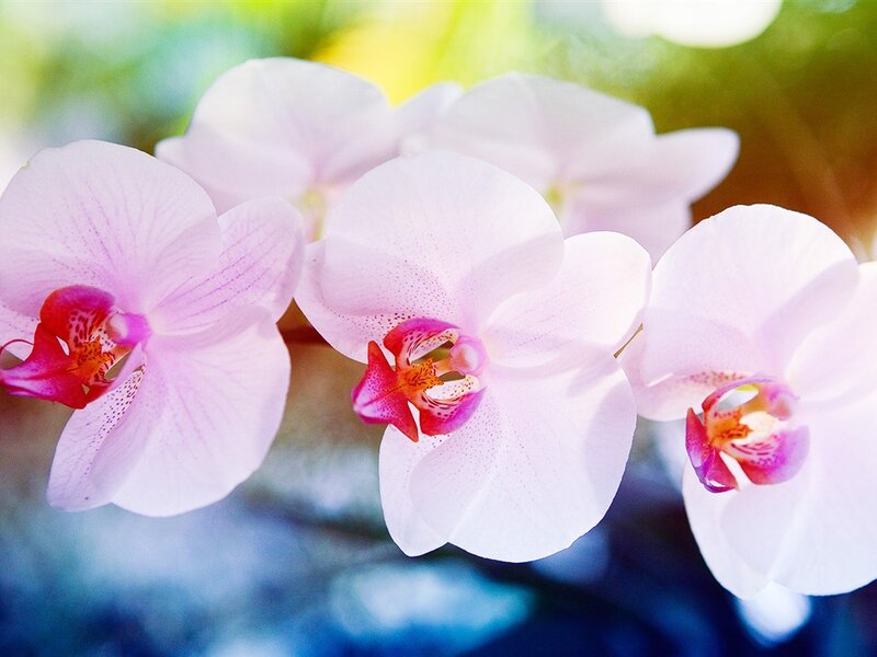 Pink Orchid Flowers — White, Serene, Afternoon