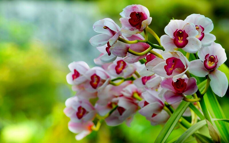 Pink Orchid Flowers — White, Serene, Photograph, Green Leaves