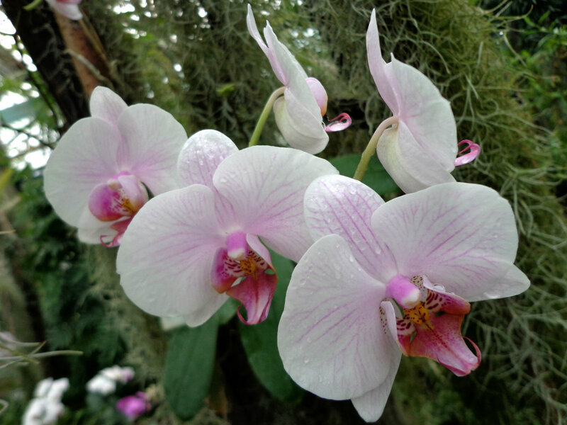 Pink Orchid Flowers — White, Serene, Photograph, Leaves