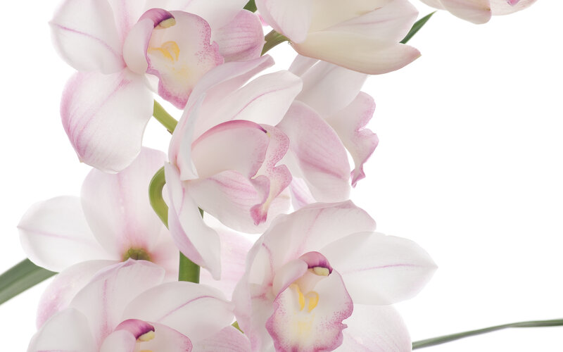 Pink Orchid Flowers — White, Serene, Photograph, Stem