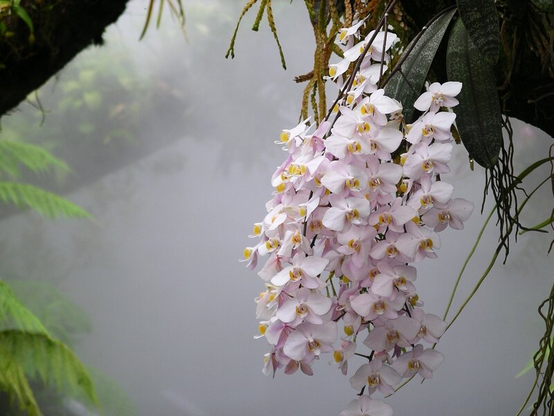 Pink Orchid Flowers — White, Serene, Photograph