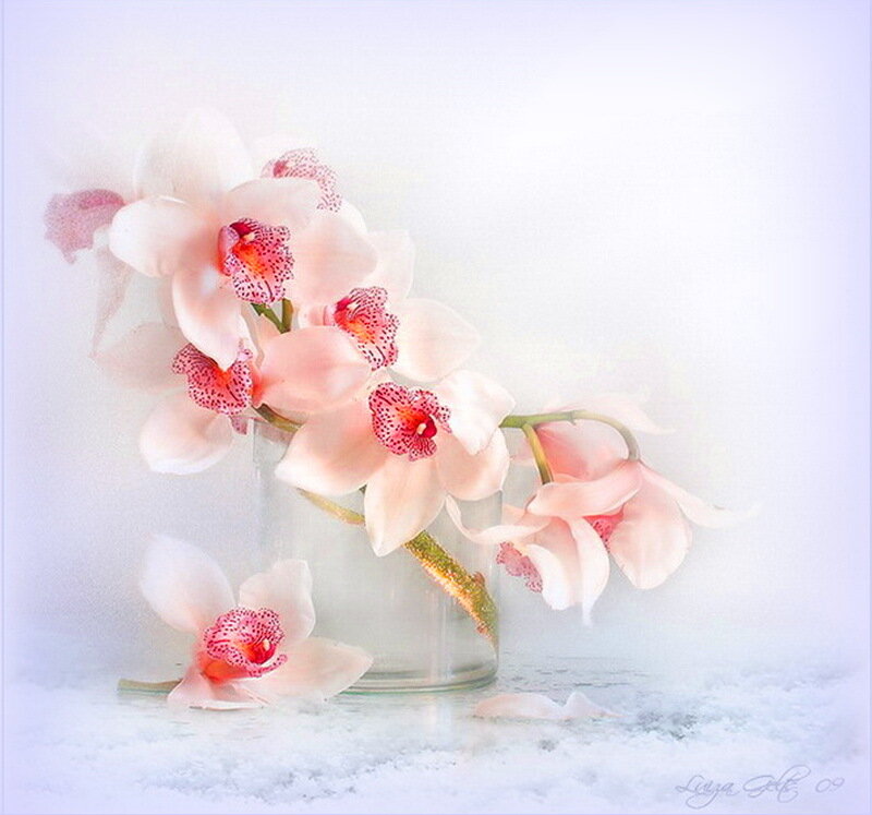 Pink Orchid Flowers — White, Serene