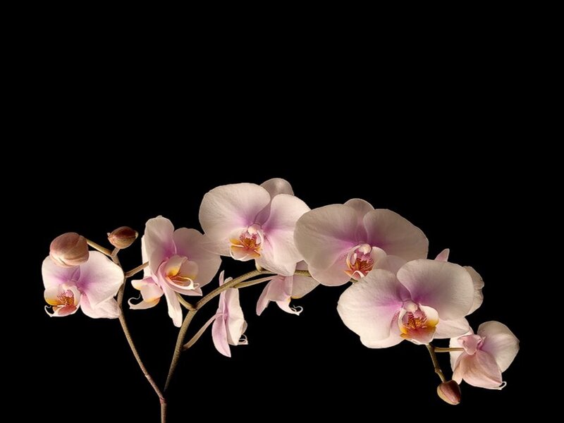 Pink Orchid Flowers — White