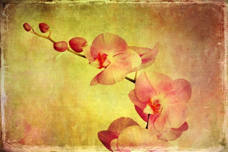 Pink Orchid Flowers — Yellow