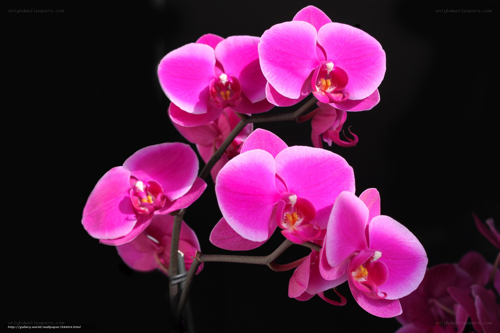 Pink orchid flowers