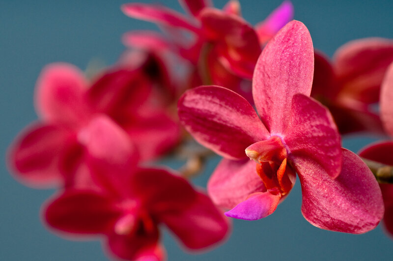 Pink orchid in bloom