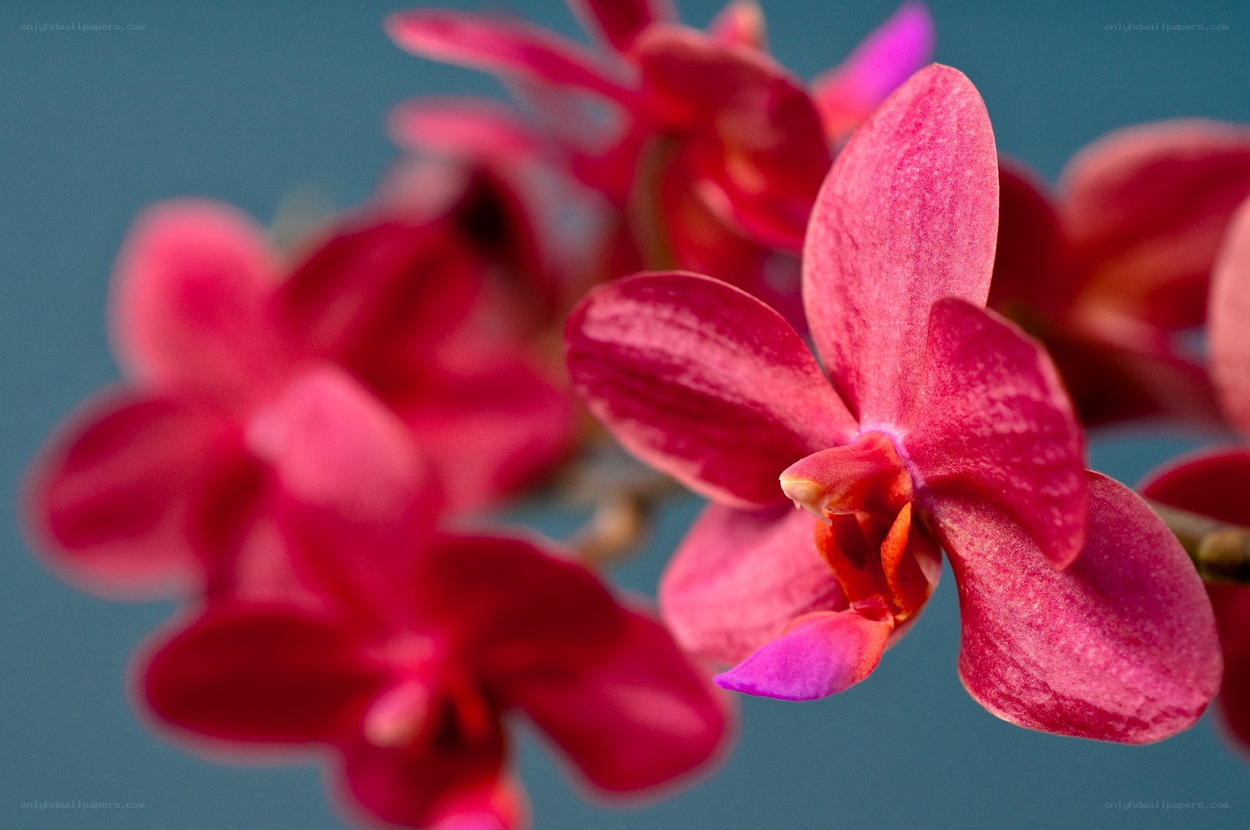 Pink orchid in bloom