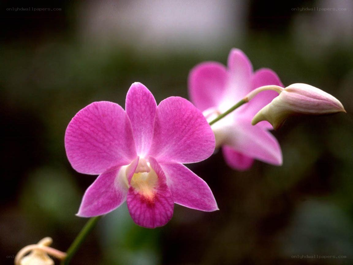 Pink orchid in bloom