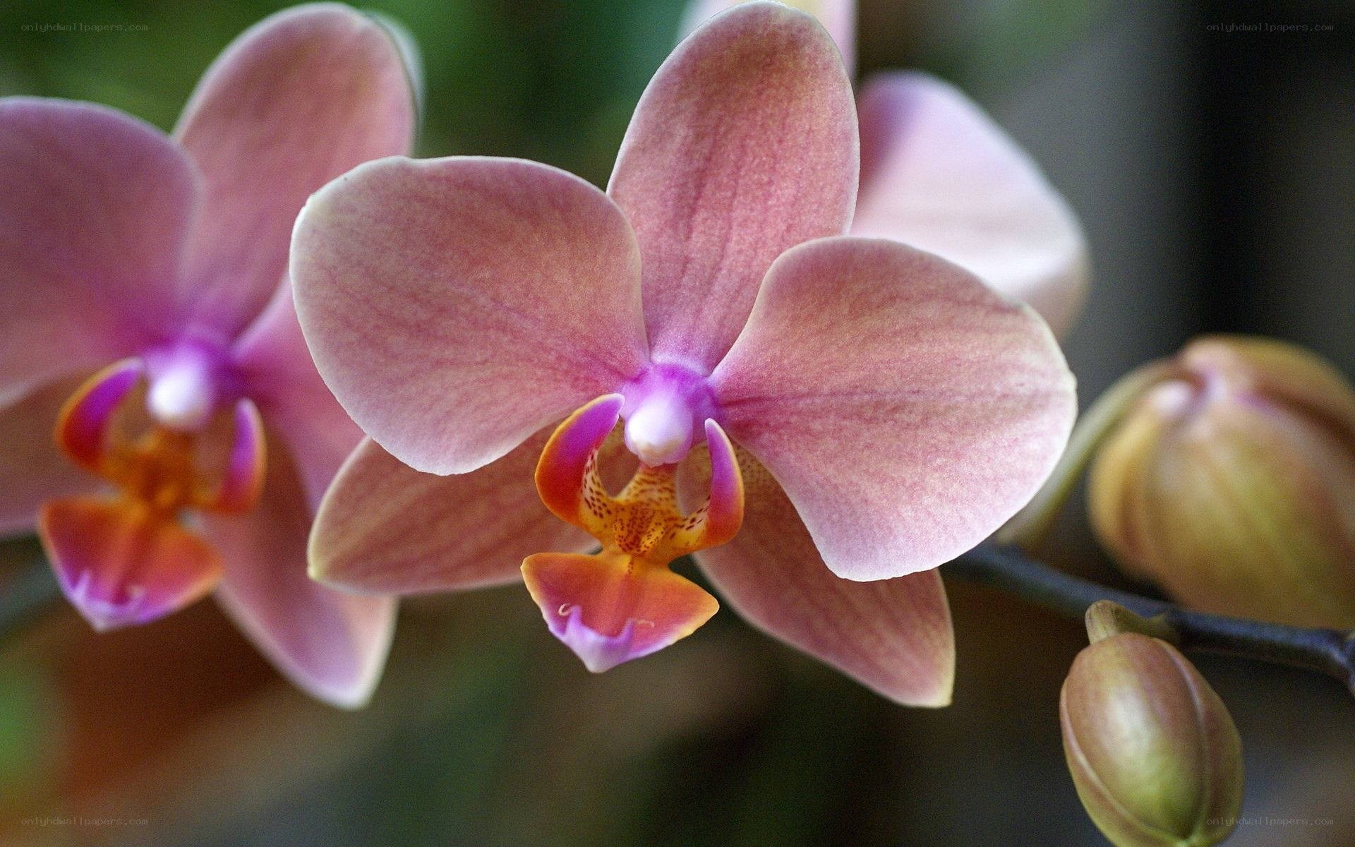 Pink orchid in bloom