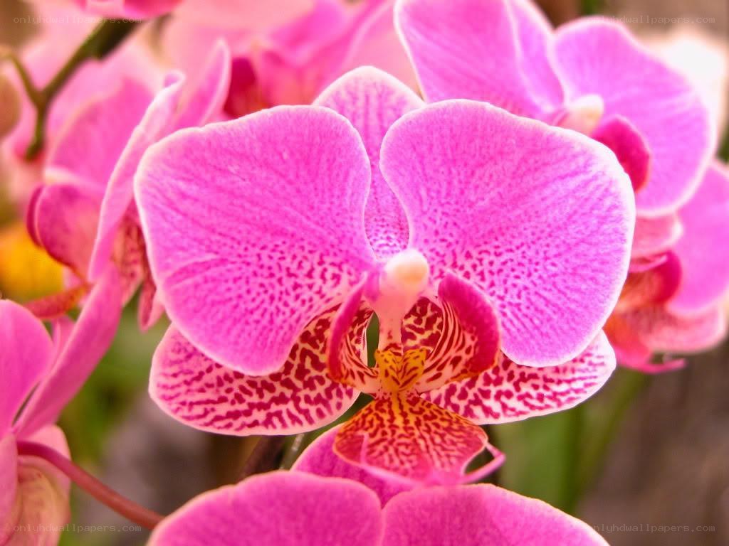 Pink orchid in bloom