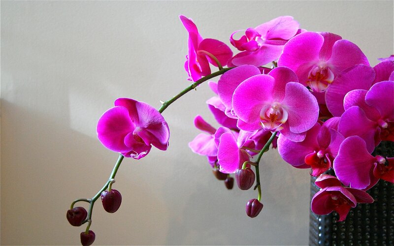 Pink orchid in bloom